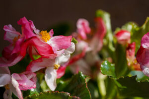 begonia -25