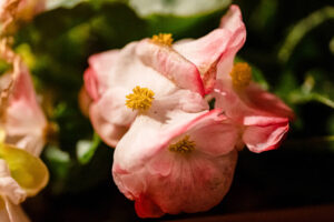 begonia -3