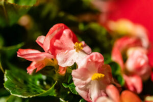 begonia -8