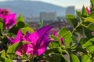 bouganvillea -2