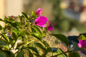 bouganvillea -3