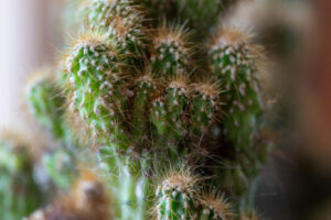 cactus -10