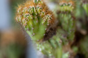 cactus -2