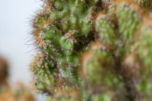 cactus -3