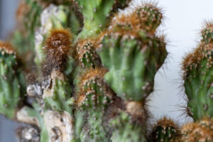 cactus -5