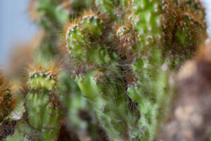 cactus -6