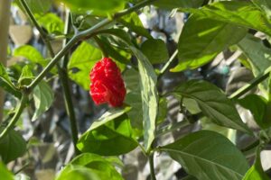 carolina reaper 1