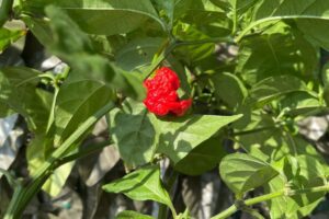 carolina reaper 2