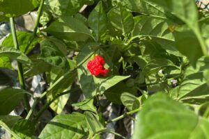 carolina reaper 3